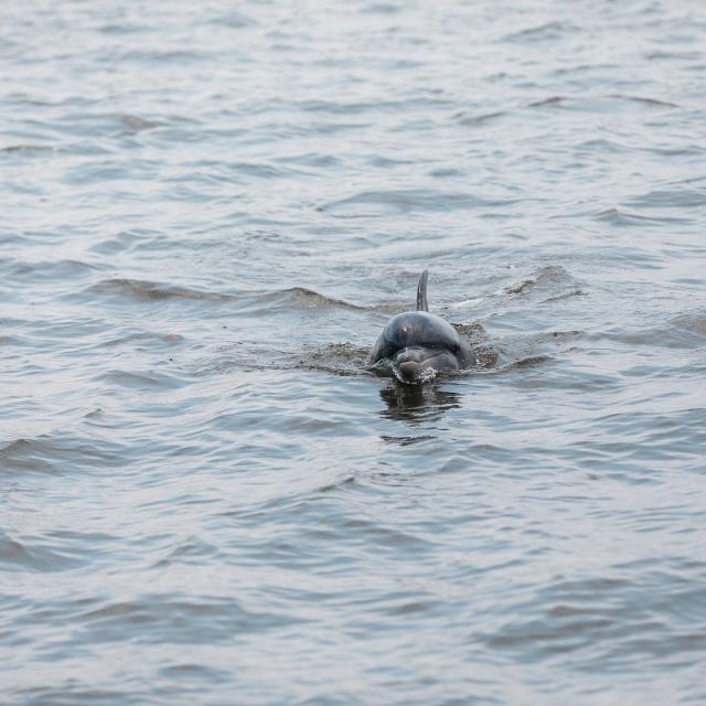 dolphin tour tybee island excursion