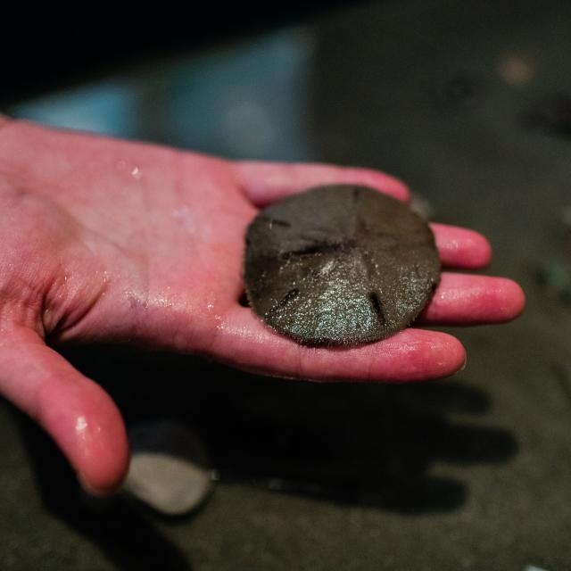 A person holding a sand dollar on the beach.
