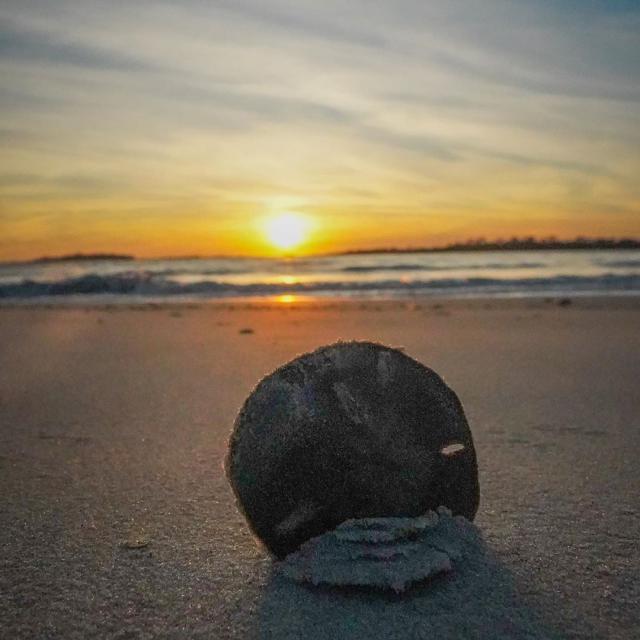 beach sand dollar