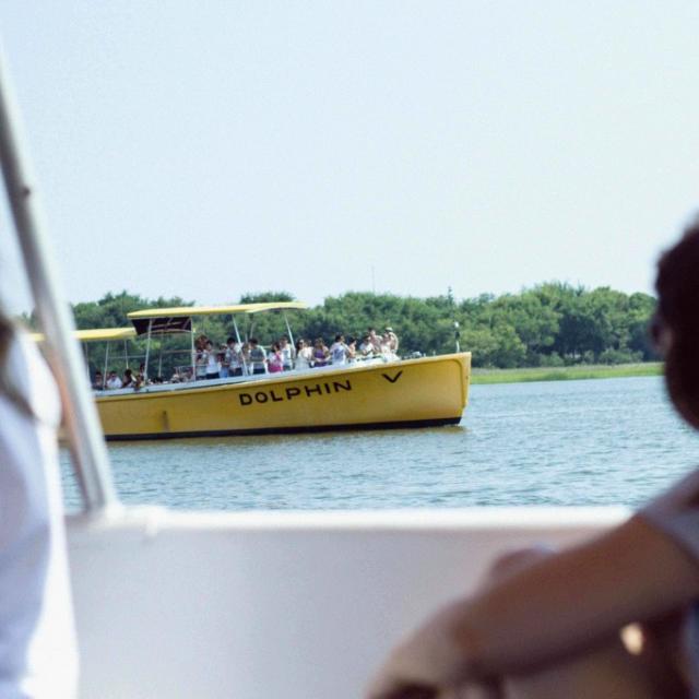 tybee-island-dolphin-cruises-things-to-do-tours-activities