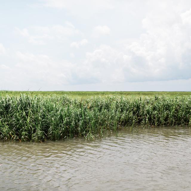 Marsh lands in Tybee Island, GA.