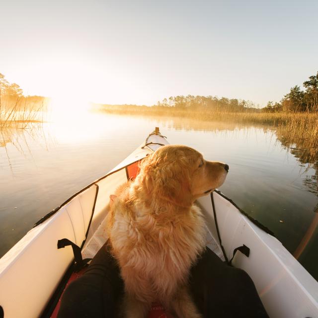A golden retriever sitting at the front of a kayak during sunrise on calm marsh water.