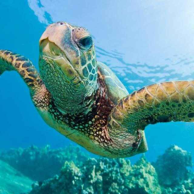 Sea Turtles