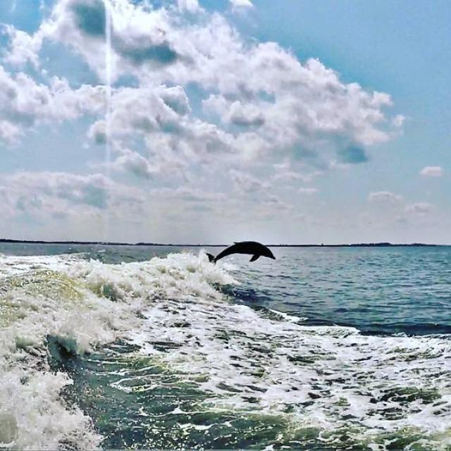 tybee dolphin tour