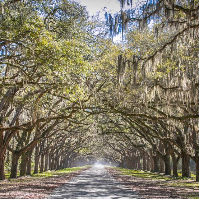 wormsloe historic site savannah
