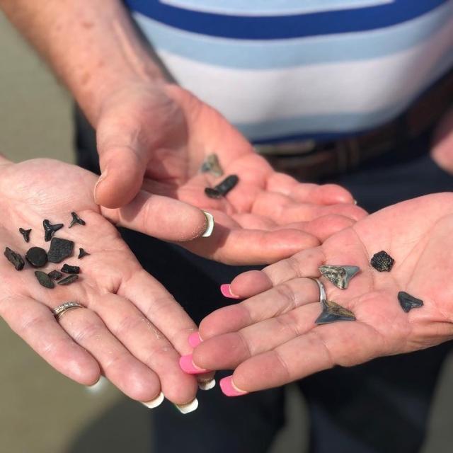 Tybee Shark Teeth Tours