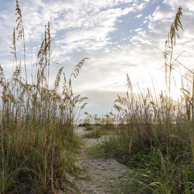 beach sunrise with sea grass and blue skies