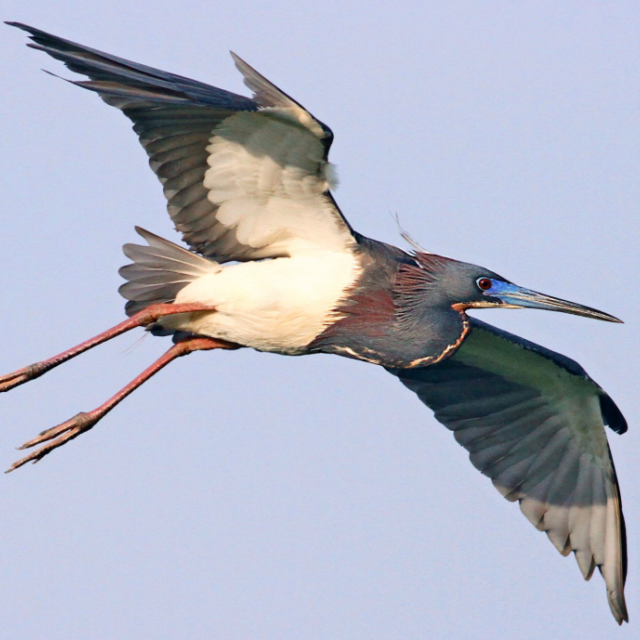 A Tricolored Heron bird flying in the sky