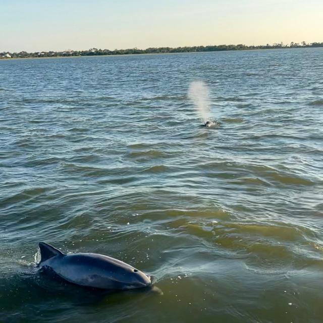 A dolphin coasting in the ocean.