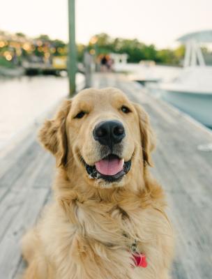 Dogs on Tybee Island