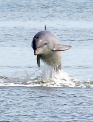 Dolphins on Tybee Island.