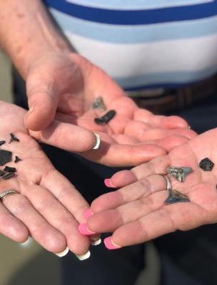 Tybee Shark Teeth Tours