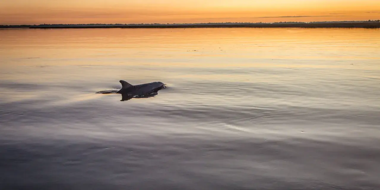 dolphin Tybee Island Georgia