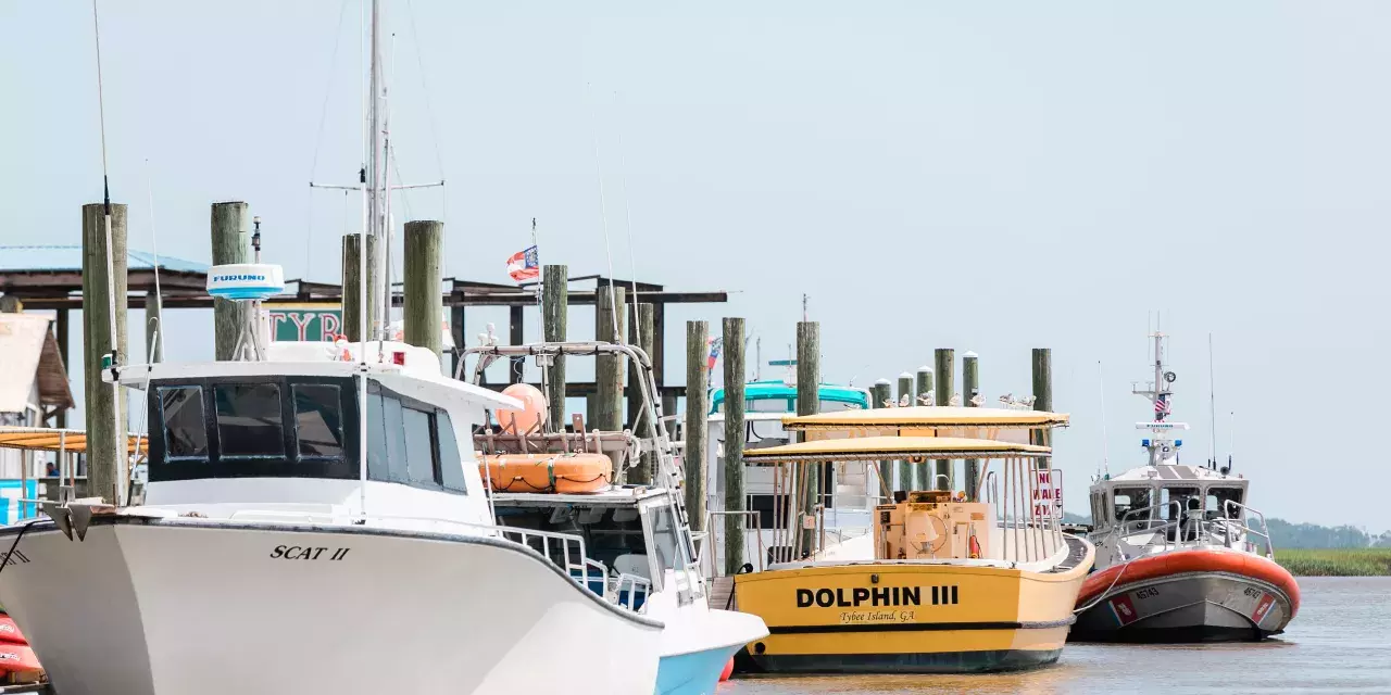 dolphin boat tour