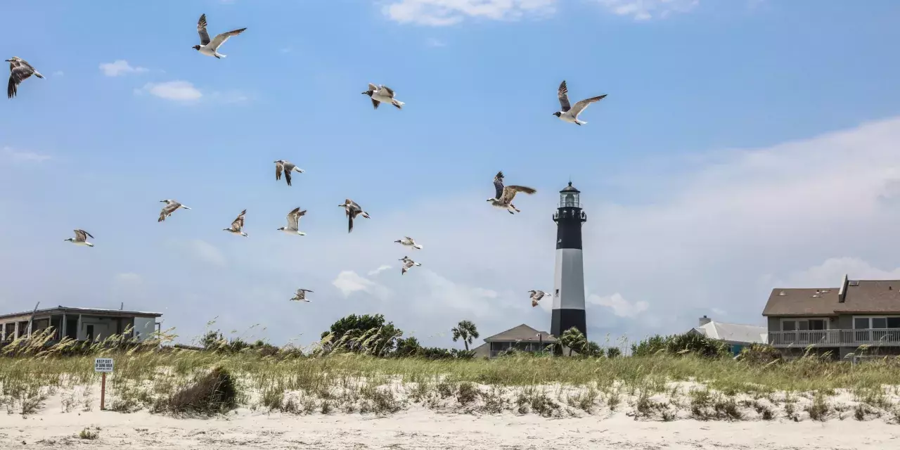 Tybee Island Lighthouse Seagulls