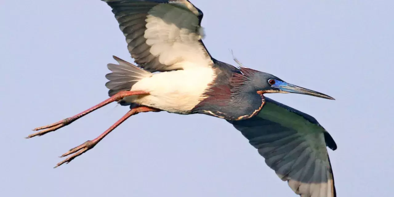 A Tricolored Heron bird flying in the sky