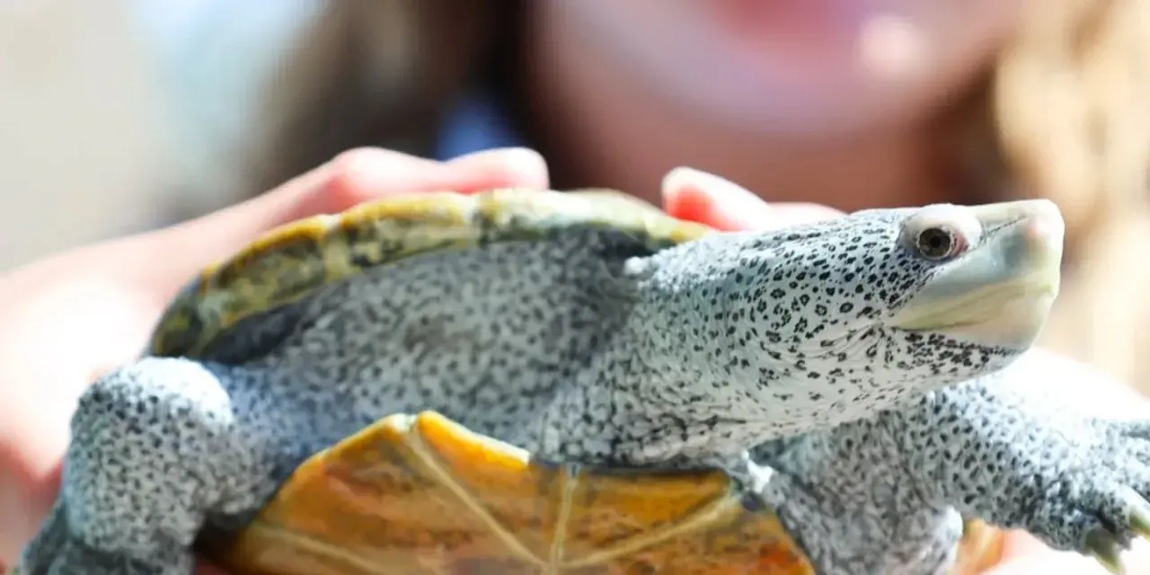 A woman holding a turtle.