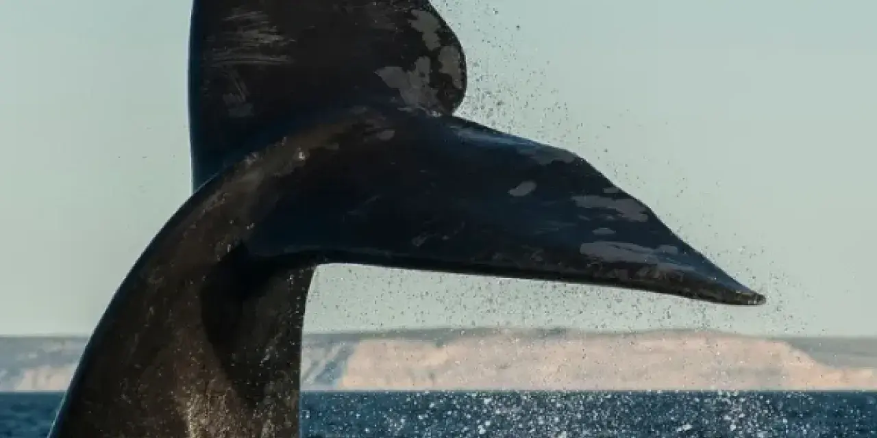 A whale’s tail fin shown while diving back into the ocean.
