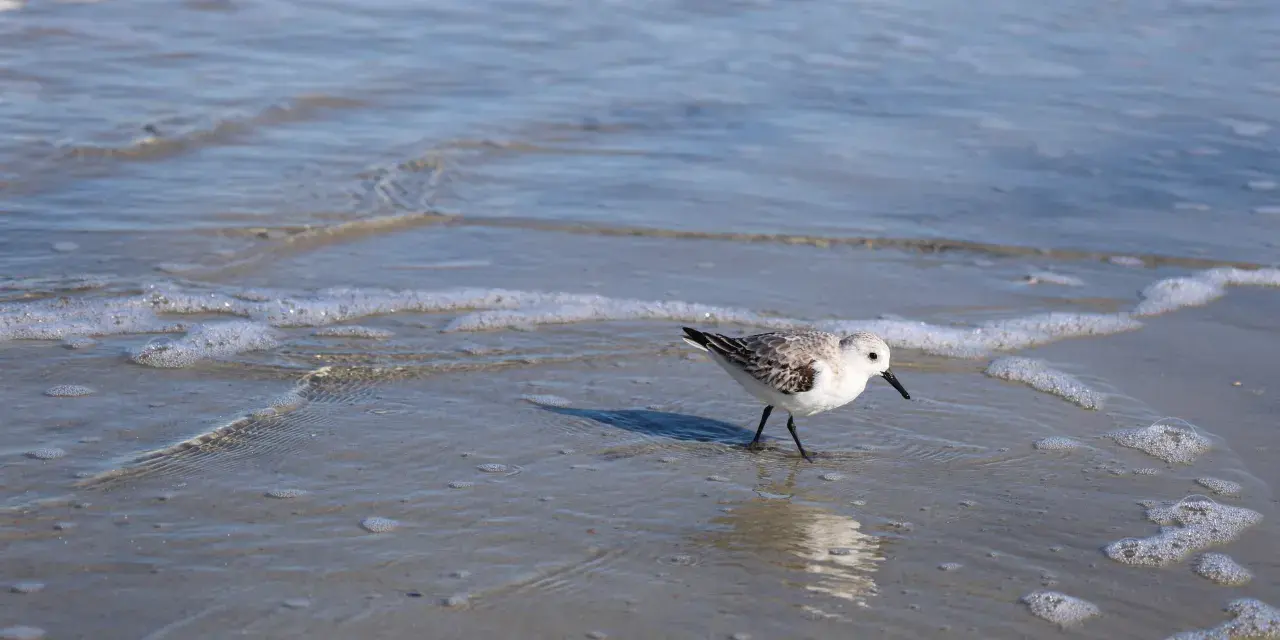 A Piping Plover bird walking along the beach shoreline.