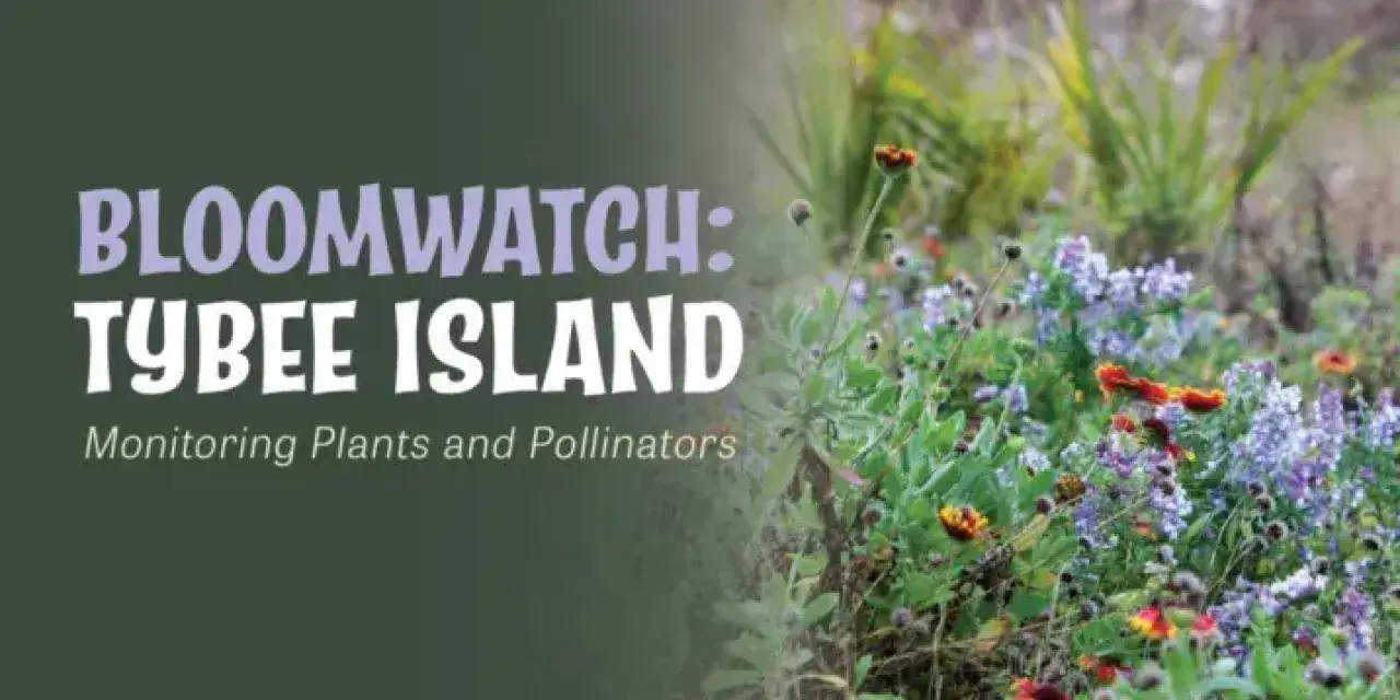 Bloomwatch Tybee Island event graphic featuring coastal wildflowers and pollinator plants.
