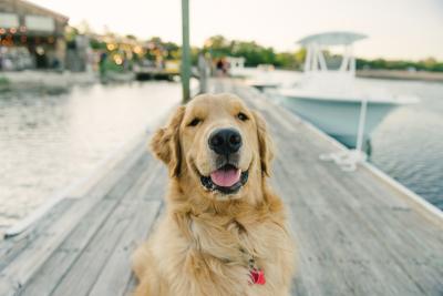 Dogs on Tybee Island