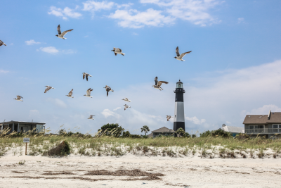 Tybee Island Lighthouse Seagulls