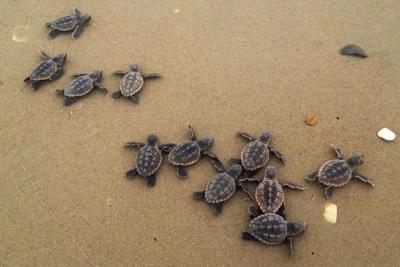 sea turtles