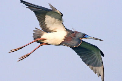 A Tricolored Heron bird flying in the sky
