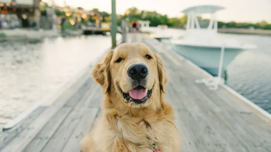 Dogs on Tybee Island