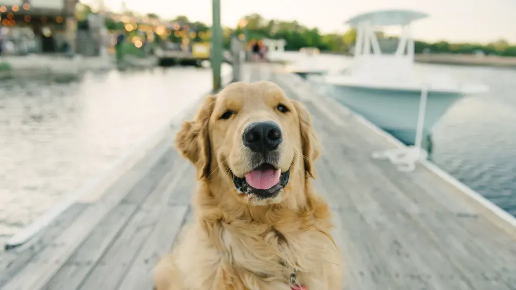 Dogs on Tybee Island