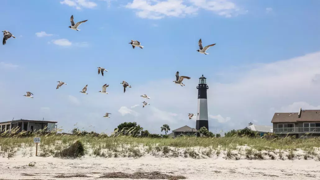 Tybee Island Lighthouse Seagulls