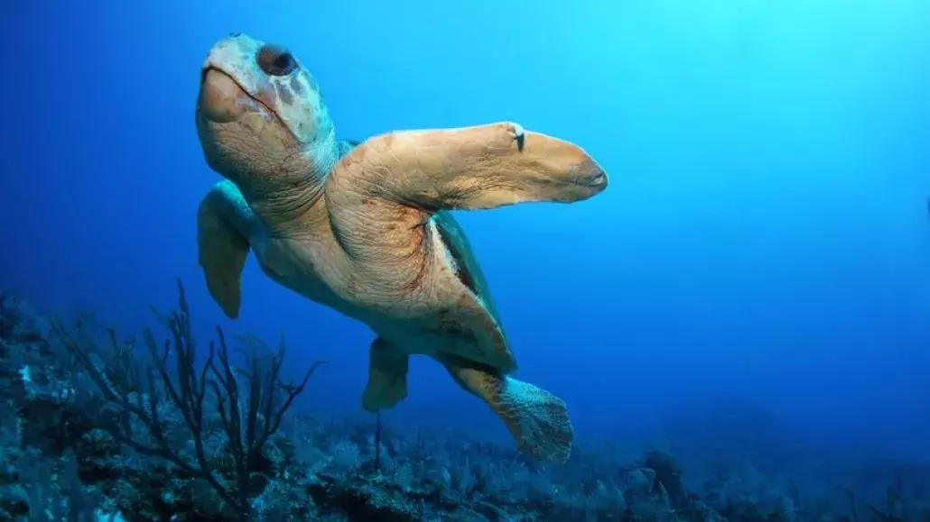 What to know about sea turtles