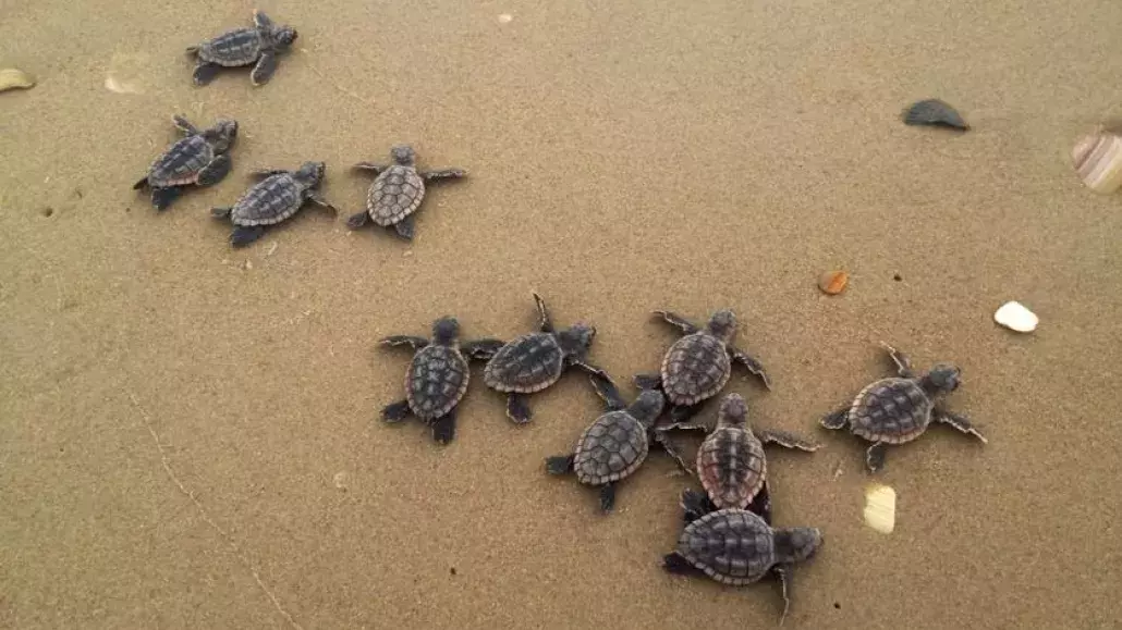 sea turtles