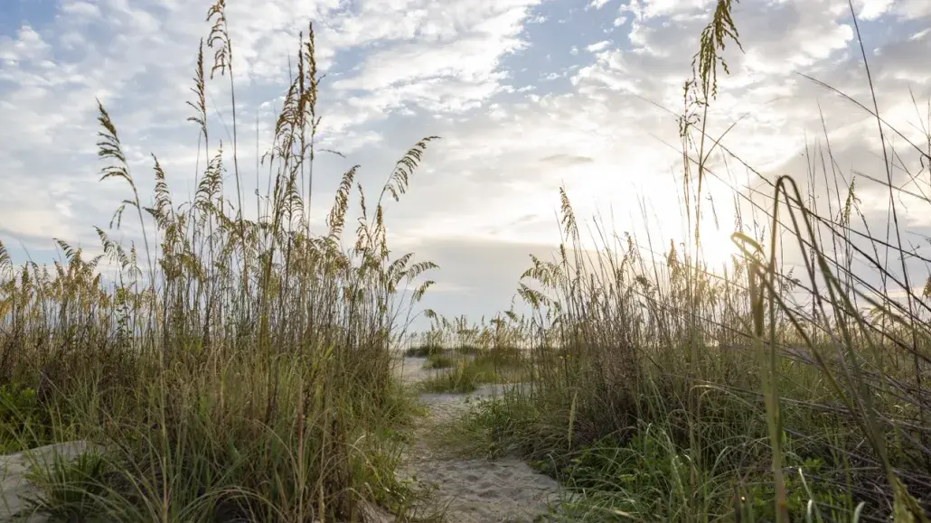 beach sunrise with sea grass and blue skies