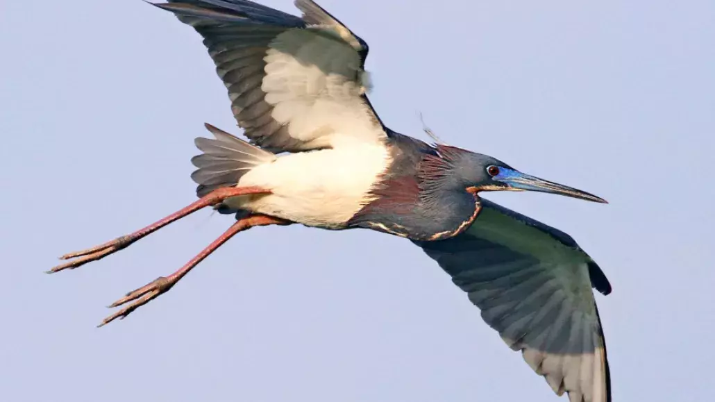 A Tricolored Heron bird flying in the sky