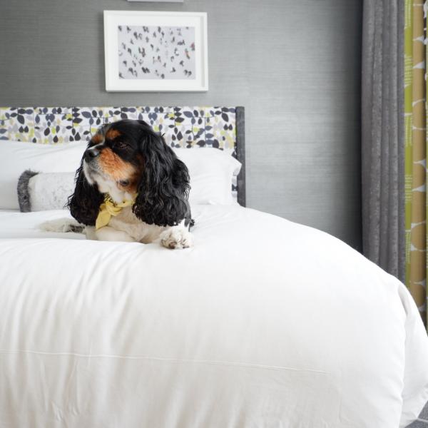 Tybee Beach Vacation Rentals tybee beach vacation rentals pet-friendly dog lodging