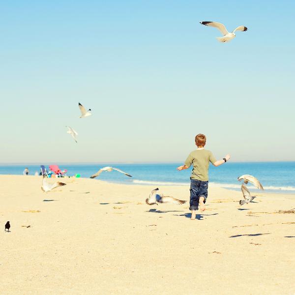 beach kids birds fall