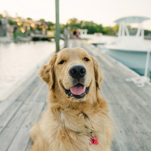 Dogs on Tybee Island Dogs on Tybee Island