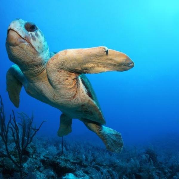 sea turtles