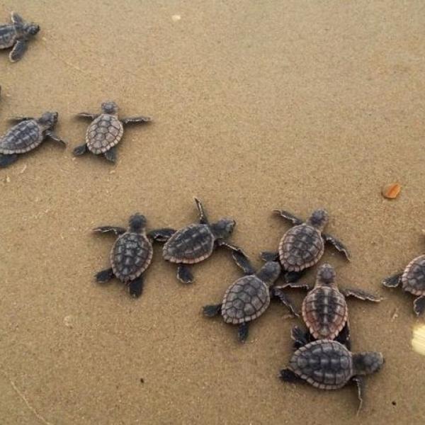 sea turtles