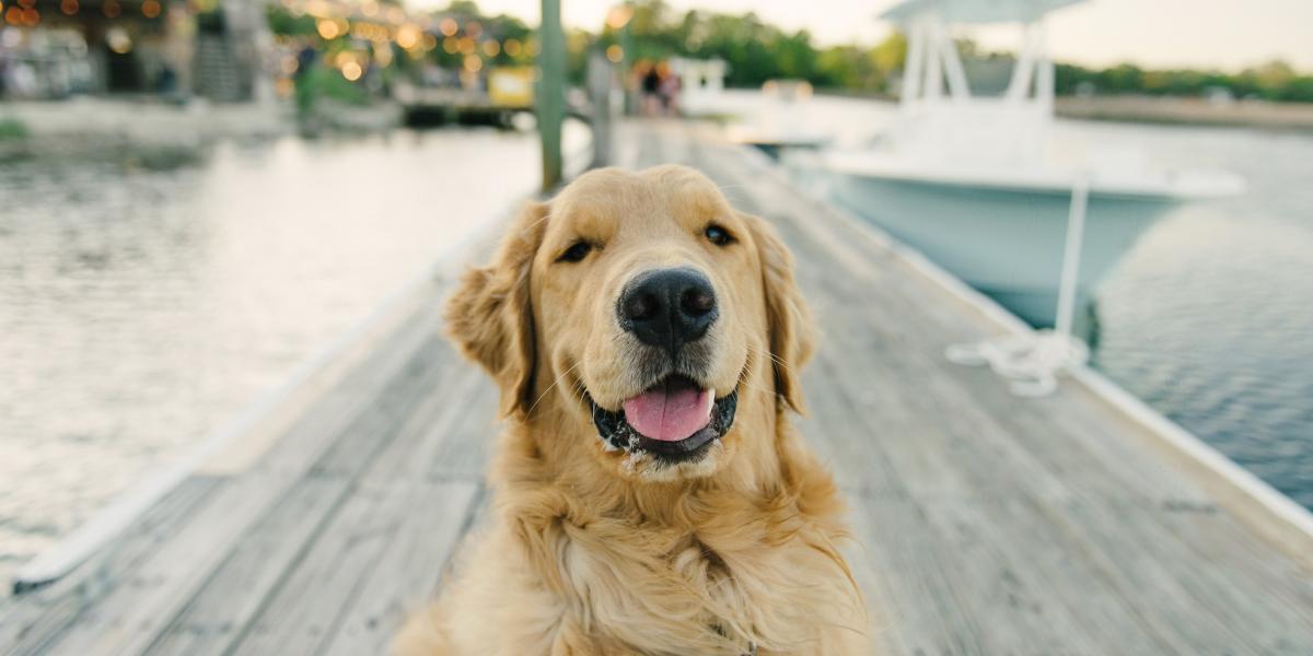 are dogs allowed on tybee island