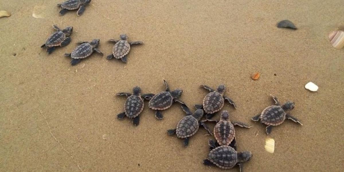 baby loggerhead turtles