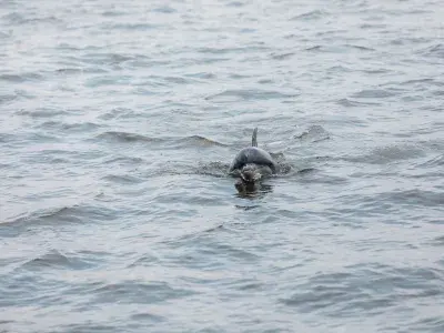 dolphin tour tybee island excursion