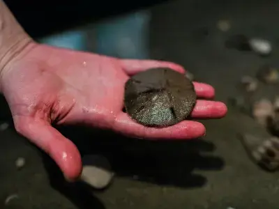 A person holding a sand dollar on the beach.