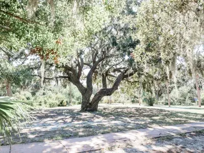 A walking path surrounded by large shaded trees.