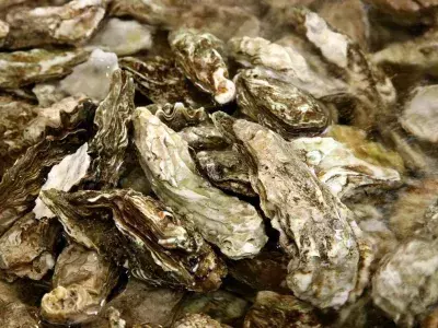 Multiple uncracked oyster shells.