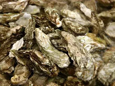 Multiple uncracked oyster shells.
