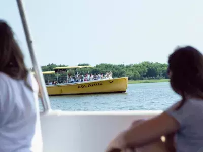 tybee-island-dolphin-cruises-things-to-do-tours-activities