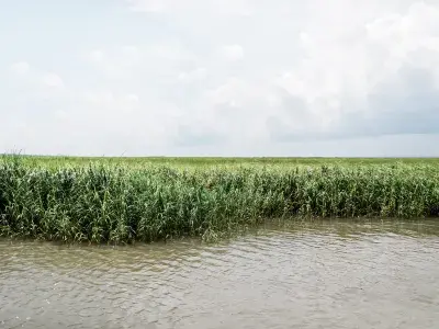 Marsh lands in Tybee Island, GA.