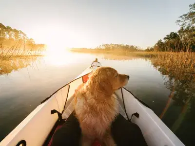 A golden retriever sitting at the front of a kayak during sunrise on calm marsh water.